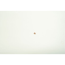 STAR GOLD (SMALL)